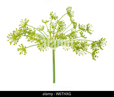 Dill flower isolated on white background Stock Photo