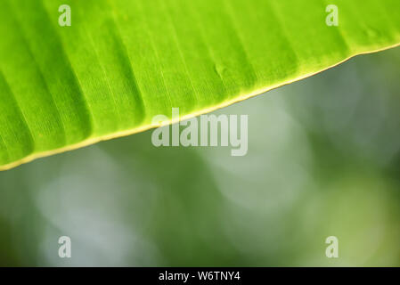 banana leaf on nature tropical leaves on green background and bokeh Stock Photo