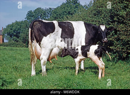 FRIESIAN COW  with calf (about two hours old) searching for a teat, to suckle and obtain colostrum. Stock Photo