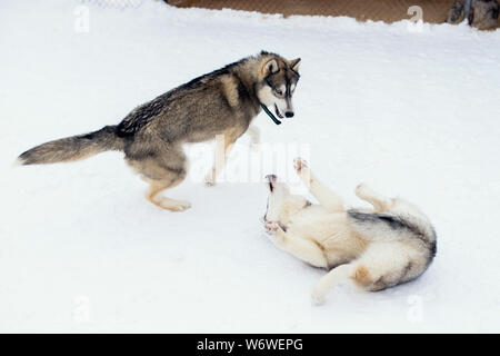 Playing Dogs On Snow. Husky Dogs Jump, Bite, Fight. Friendly Two