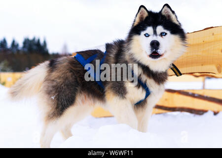 Husky dog with blue eyes intently looking straight at the photographer. Stock Photo