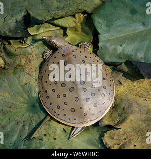 EASTERN SPINY SOFTSHELL TURTLE  Apalone spiniferus. Resting on lily leaves. Stock Photo