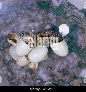 mallard duck eggs