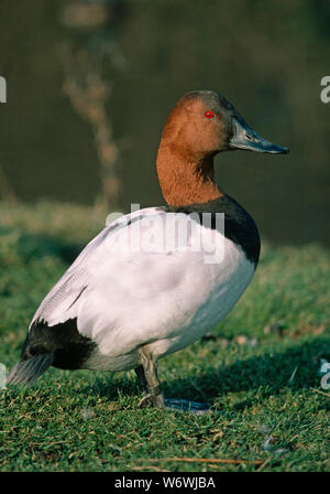 CANVASBACK DUCK (Aythya valisineria). Male or drake. Profile, side view, of a diving duck species standing on land. Short stiff tail feathers, legs set back on the body indicative of a diving duck species. Stock Photo