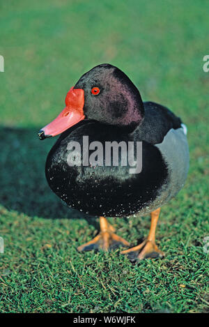 ROSY-BILLED POCHARD  Netta peposaca male on land Stock Photo