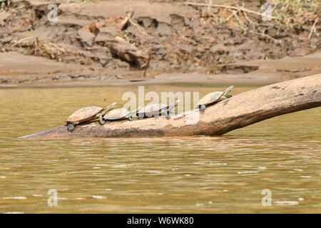 Amazon river turtles on a log, Tambopata River, Peruvian Amazon Stock Photo