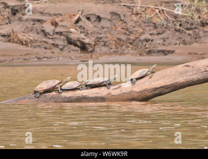 Amazon river turtles on a log, Tambopata River, Peruvian Amazon Stock Photo