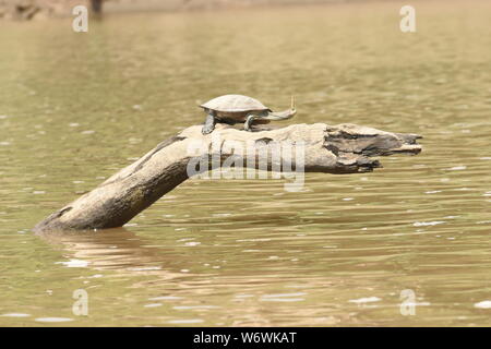 Amazon river turtle with a butterfly on his head, Tambopata River, Peruvian Amazon Stock Photo