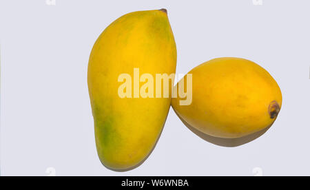 close up of two fresh ripe mangoes isolated on white background. Stock Photo