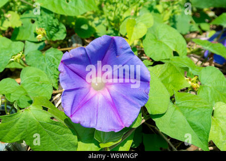 Purple Japanese Morning Glory flowers Stock Photo