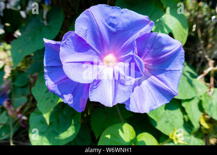 Purple Japanese Morning Glory flowers Stock Photo