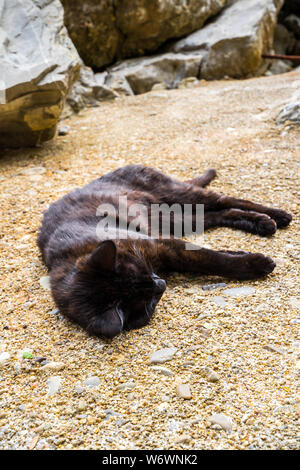 Montenegro, Lazy tired sleeping black cat lying on soil in the sun enjoying the silence Stock Photo