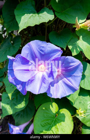 Purple Japanese Morning Glory flowers Stock Photo