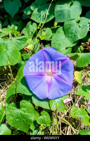 Purple Japanese Morning Glory flowers Stock Photo