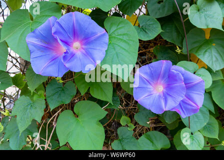 Purple Japanese Morning Glory flowers Stock Photo