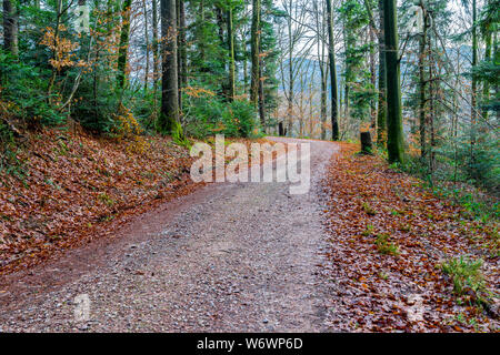 Germany, Mystic trees in pretty forest alongside leaves covered forest road Stock Photo