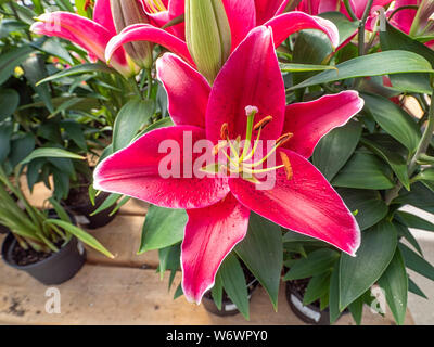 Stunning close up of a Stargazer Lily flower in the sun