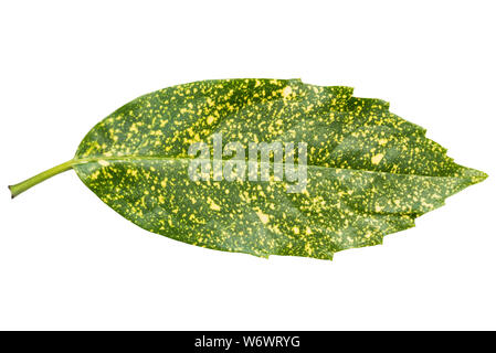 Aucuba Japonica leaf in variegated form isolated on white background. Upper side and top view. The plant is commonly called spotted laurel Stock Photo