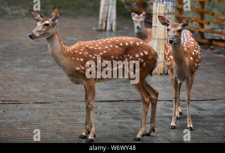 Changchun, China's Jilin Province. 3rd Aug, 2019. Spotted deers enjoy coolness in the rain at a park in Changchun, capital of northeast China's Jilin Province, Aug. 3, 2019. Credit: Lin Hong/Xinhua/Alamy Live News Stock Photo