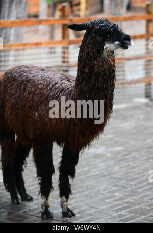 Changchun, China's Jilin Province. 3rd Aug, 2019. An alpaca enjoys coolness in the rain at a park in Changchun, capital of northeast China's Jilin Province, Aug. 3, 2019. Credit: Lin Hong/Xinhua/Alamy Live News Stock Photo