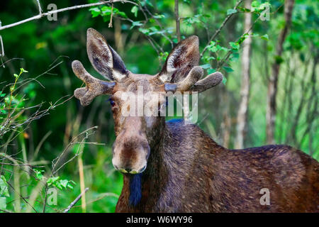 Young Moose bull is grazing in the forest. Stock Photo