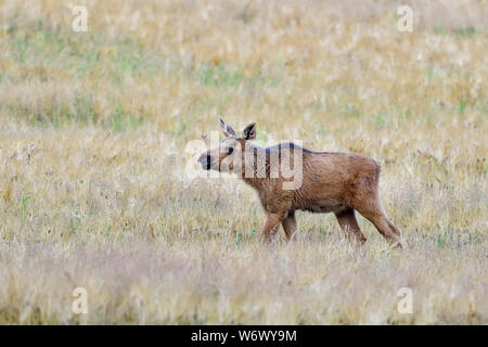 Moose calve on the pasture. Stock Photo
