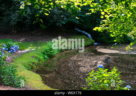 A woodland glade with a pond located in the gardens of Magheramorne House near to Larne in County Antrim Northern Ireland on a warm summers day, Stock Photo