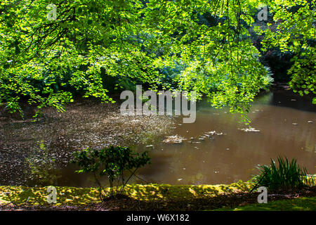 A woodland glade with a pond located in the gardens of Magheramorne House near to Larne in County Antrim Northern Ireland on a warm summers day, Stock Photo