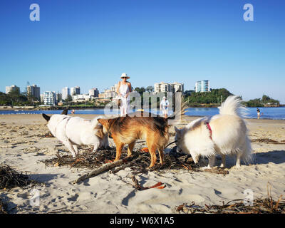 Coolangatta, Australia: March, 2019: Irresponsible dog owners allowing their dogs to defecate on the beach. Dogs are not allowed on popular beaches.