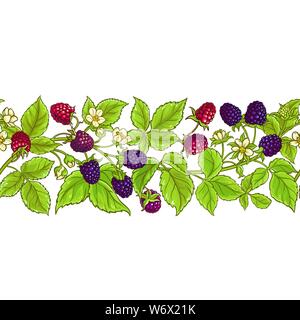boysenberry vector pattern on white background Stock Vector