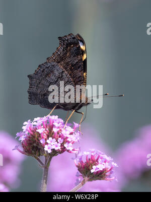 Peacock butterfly (Aglais io) showing it's underside as it feeds from a Verbena flower Stock Photo