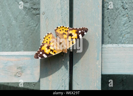 Painted Lady butterfly (Vanessa cardui) soaking up the sun's rays whilst resting on a garden fence Stock Photo