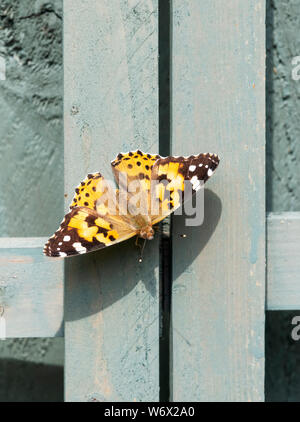 Painted Lady butterfly (Vanessa cardui) soaking up the sun's rays whilst resting on a garden fence Stock Photo
