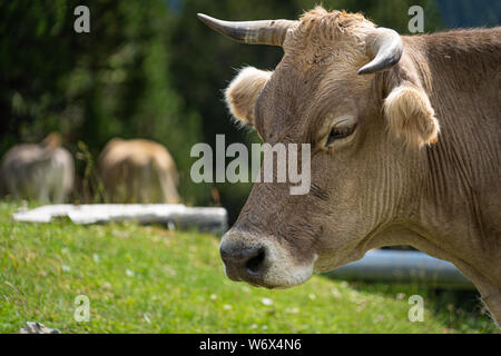 Cow face , selective focus on a mountain side.Vall de Nuria in Catalan Pyrenees, Spain. Stock Photo