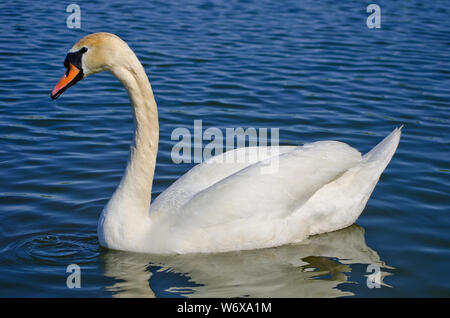 Graceful white swan swimming in small lake Stock Photo