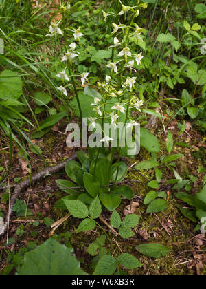 Platanthera chlorantha, Greater Butterfly Orchid, Orchidaceae. Wild ...