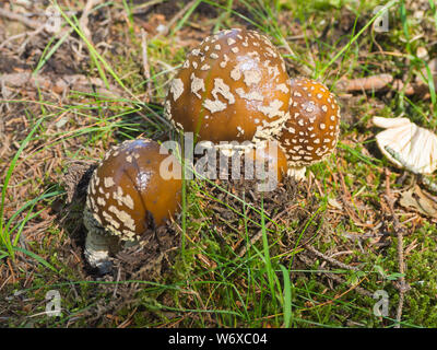 Amanita regalis, royal fly agaric or the king of Sweden Amanita, young specimens  in the forests of Oslo Norway Stock Photo