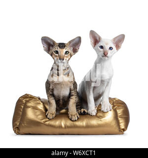 Siamese and Oriental Shorthair kitten, sitting together in gold color basket. Looking at lens with green / blue eyes. Isolated on a white background. Stock Photo