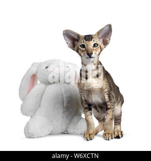 Cute Oriental Shorthair kitten, standing beside white pluche bunny. Looking curious to lens with green eyes. Isolated on white background. Stock Photo