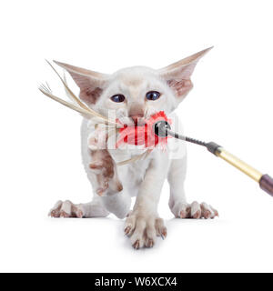 Funny Siamese kitten pulling a feather toy with mouth. Looking cross eyed to toy / camera. Paw in air showing nails. Isolated on white background. Stock Photo