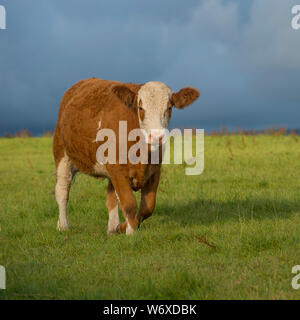 cow in field Stock Photo