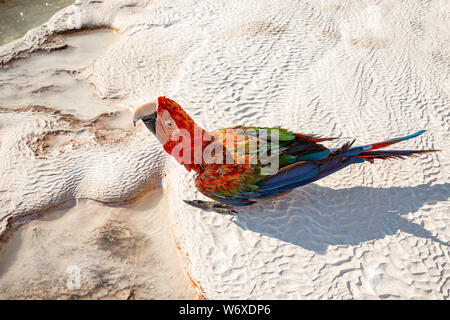 Cute bright colorful parrot on the white travertine pools surface in Pamukkale, Turkey Stock Photo