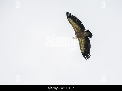 Big vulture bird flying against white sky. Isolated bird. Stock Photo
