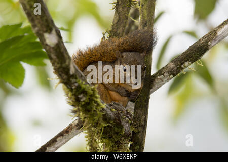 Red-tailed squirrel in the subtropical cloud forest on the western slopes of the Andes at 2200 meters high Bellavista Lodge in Ecuador. Stock Photo