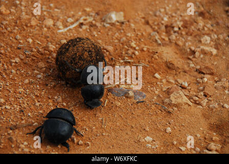 A pair of industrious South African Dung Beetles rolling a ball of Elephant dung in the ADDO Elephant Park of South Africa. Stock Photo