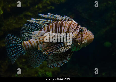 Pterois volitans. Red lionfish aquarium fish. Beautiful and dangerous Lionfish. Stock Photo