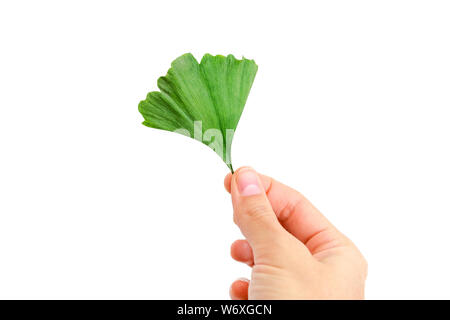 Hand is holding ginkgo biloba leaf. Isolated on white background. Stock Photo