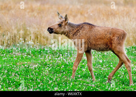 Moose calf is eating hay while walking through the clover field. Stock Photo