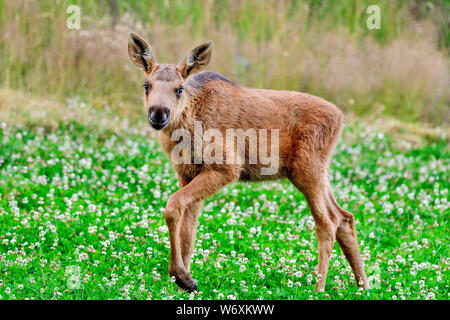 Moose calf with increasing curiosity towards photographer. Stock Photo