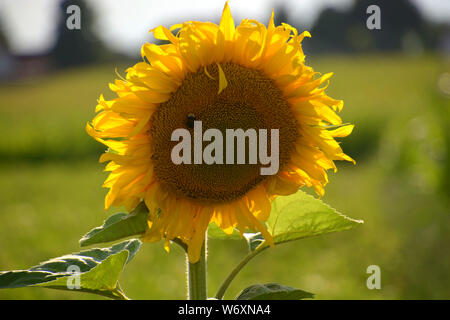 sunflower in bloom, isolated big helianthus annuus in bloom in august with bokeh effects in the background Stock Photo